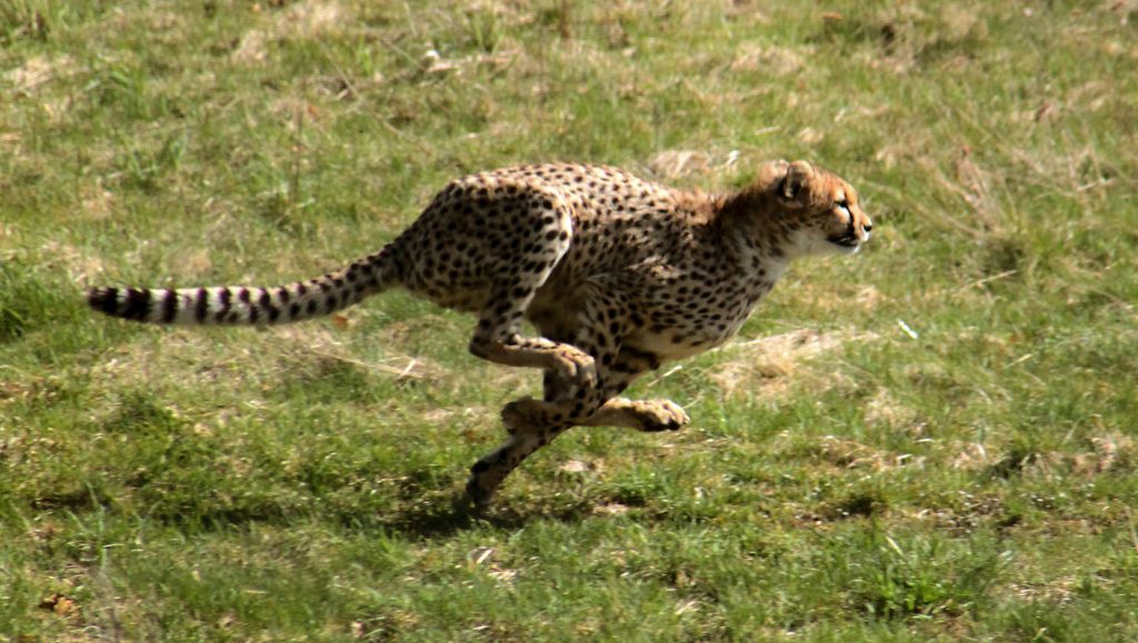 Gepardjagt1_(Acinonyx_jubatus)[1]
